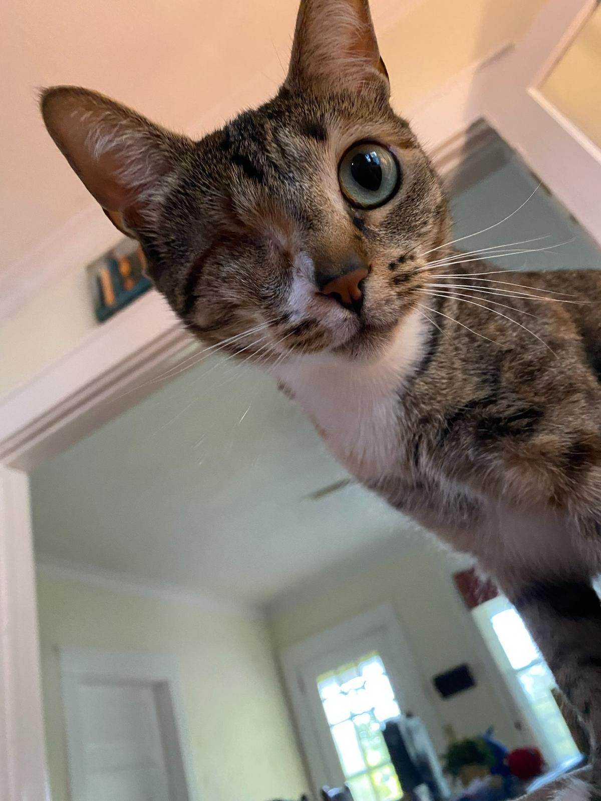 Curie was named a finalist in The Charlotte Observer’s “cutest cat in Charlotte” contest in fall 2024.