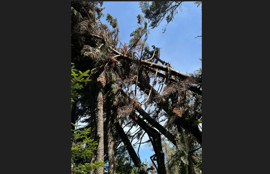 These snapped trees are along the Appalachian Trail in the area known as Roam Mountain. Hurricane Helene downed many trees in the Pisgah and Nantahala national forests.