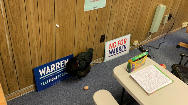 A chicken laid eggs inside a campaign office for Elizabeth Warren, officials say.