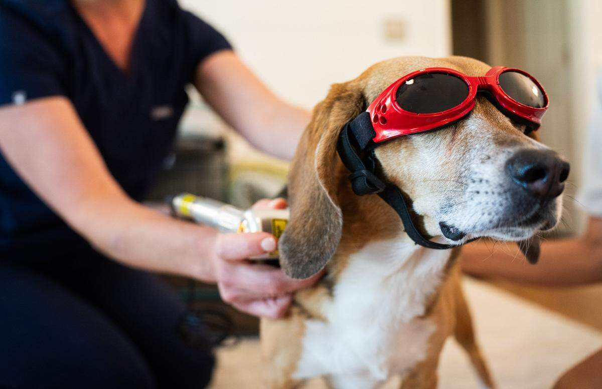 Dr. Meredith Binder preforms cold laser therapy on a dog named Olive on June 25, 2024. The cold laser therapy is a post acupuncture treatment aimed to reduce inflammation and increase blood flow to the targeted areas. In 2013, Binder started Ashi Mobile Animal Acupuncture & Rehabilitative Medicine, providing in-home services to ensure a relaxed and nurturing environment for her patients.