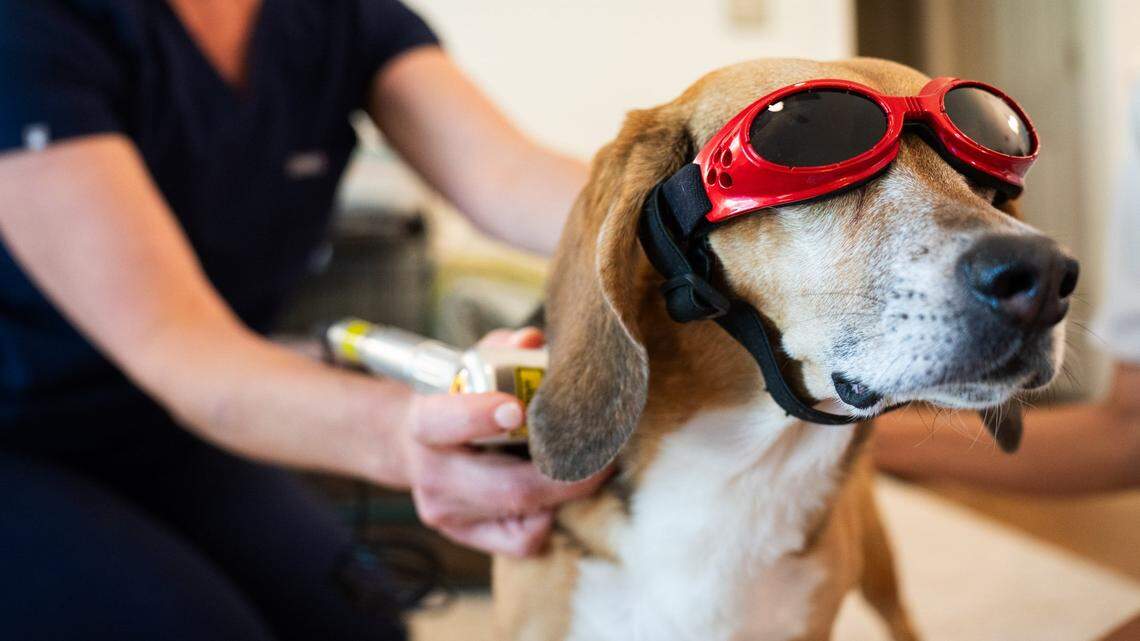 We’re looking for Charlotte’s cutest dog — and it might be yours. Here’s how to enter