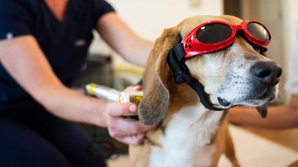 Dr. Meredith Binder preforms cold laser therapy on a dog named Olive on June 25, 2024. The cold laser therapy is a post acupuncture treatment aimed to reduce inflammation and increase blood flow to the targeted areas. In 2013, Binder started Ashi Mobile Animal Acupuncture & Rehabilitative Medicine, providing in-home services to ensure a relaxed and nurturing environment for her patients.