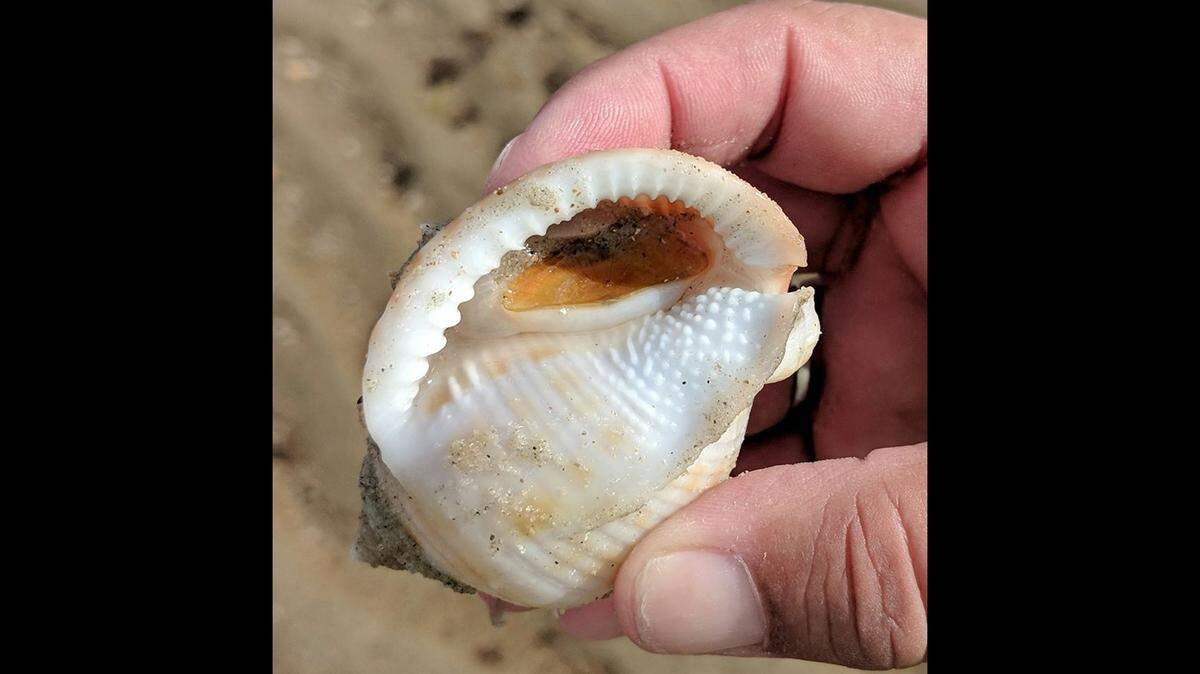 You can see the live snail inside the shell. It’s white, says the National Park Service. The the yellow patch is a hard anatomical structure used like a trap door,. to protect the snail after it pulls inside the shell, experts say