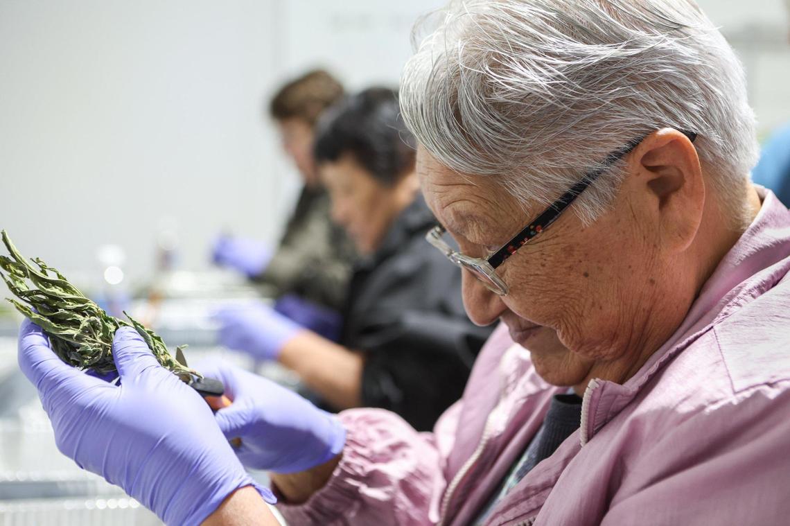 An elder Cherokee woman eyes a dried cannabis stem before beginning to trim the leaves from the flowers so the remaining buds can be collected and used as product.