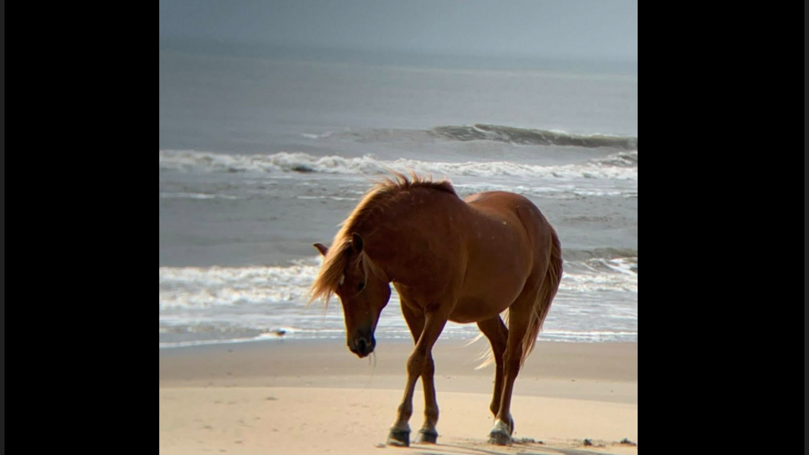 Tourists find ‘beloved’ wild stallion dead on NC’s Outer Banks, herd officials say