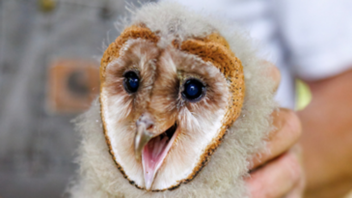 Surprising detail emerges as live ‘Owl Cam’ records nest in North Carolina barn