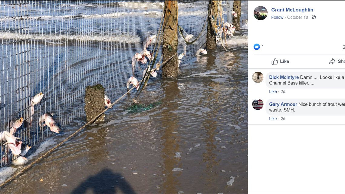 Outer Banks visitor Grant McLoughlin of Pennsylvania posted photos of the dead fish on Friday, noting sea birds were making a feast of the kill.