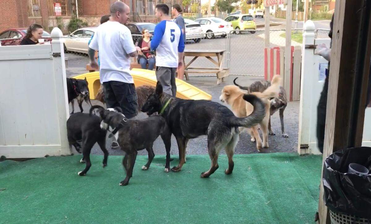 Since closing on March 16 to prevent community spread of COVID-19, owner Travis Bickford said The Dog Bar, shown here in this file photo, has already lost about 43 percent of its total annual revenue.
