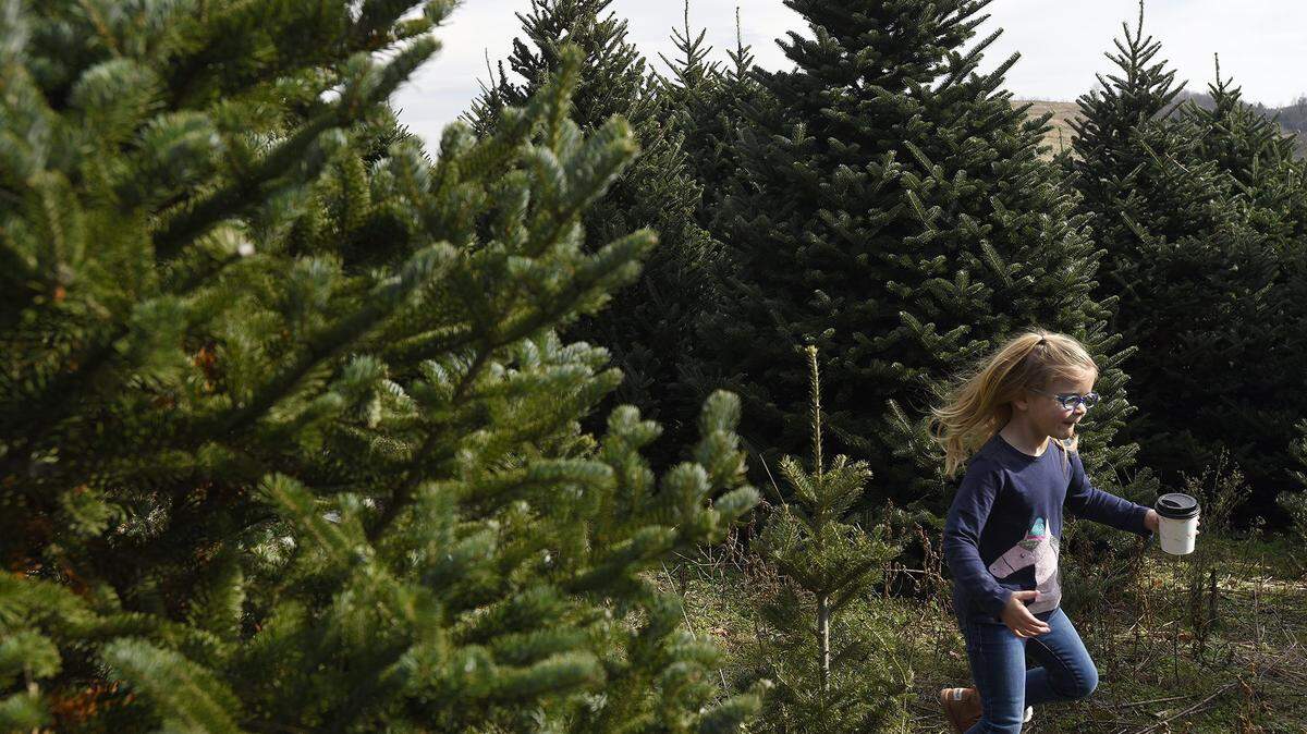 In this file photo, Four-year-old Emma Cannon races through Christmas trees at Frosty’s Choose & Cut Christmas tree farm. This is the season when families decorate the trees in a centuries-old holiday tradition

