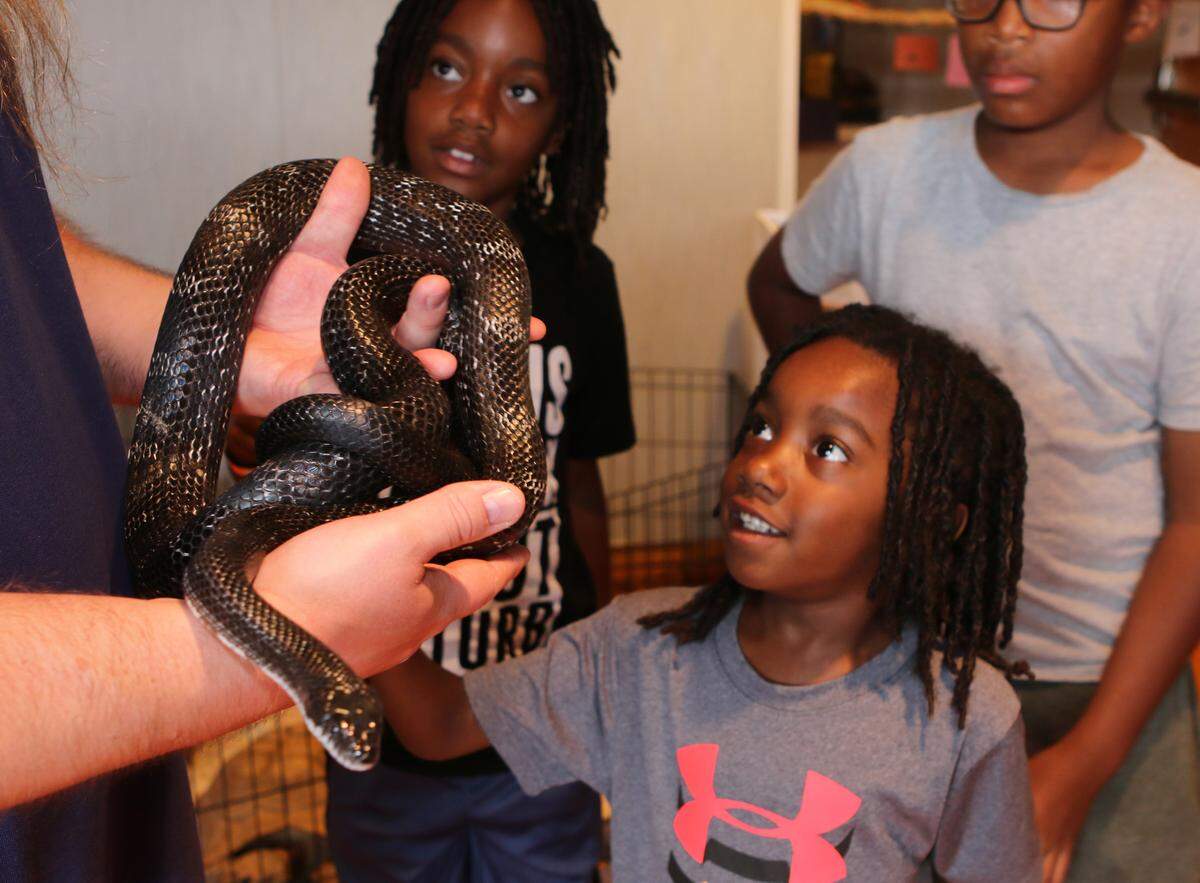 See reptiles and amphibians at the Schiele Museum.