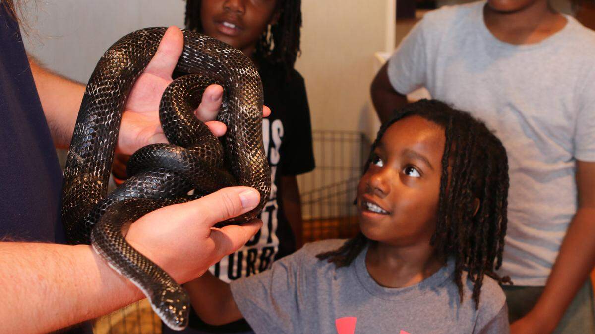 See reptiles and amphibians with free admission on Tuesdays to the Schiele Museum.