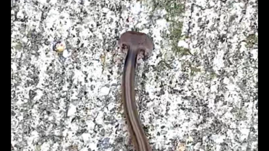 What kind of snake has a head like this? It was found in Virginia last week and after much debate, proved to be an invasive species of worm.