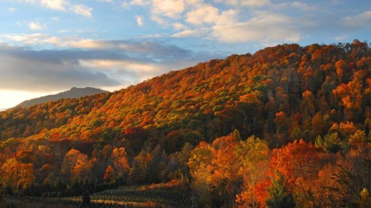 Late day light enhances the fall color and a christmas tree farm in the rural North Carolina mountains.