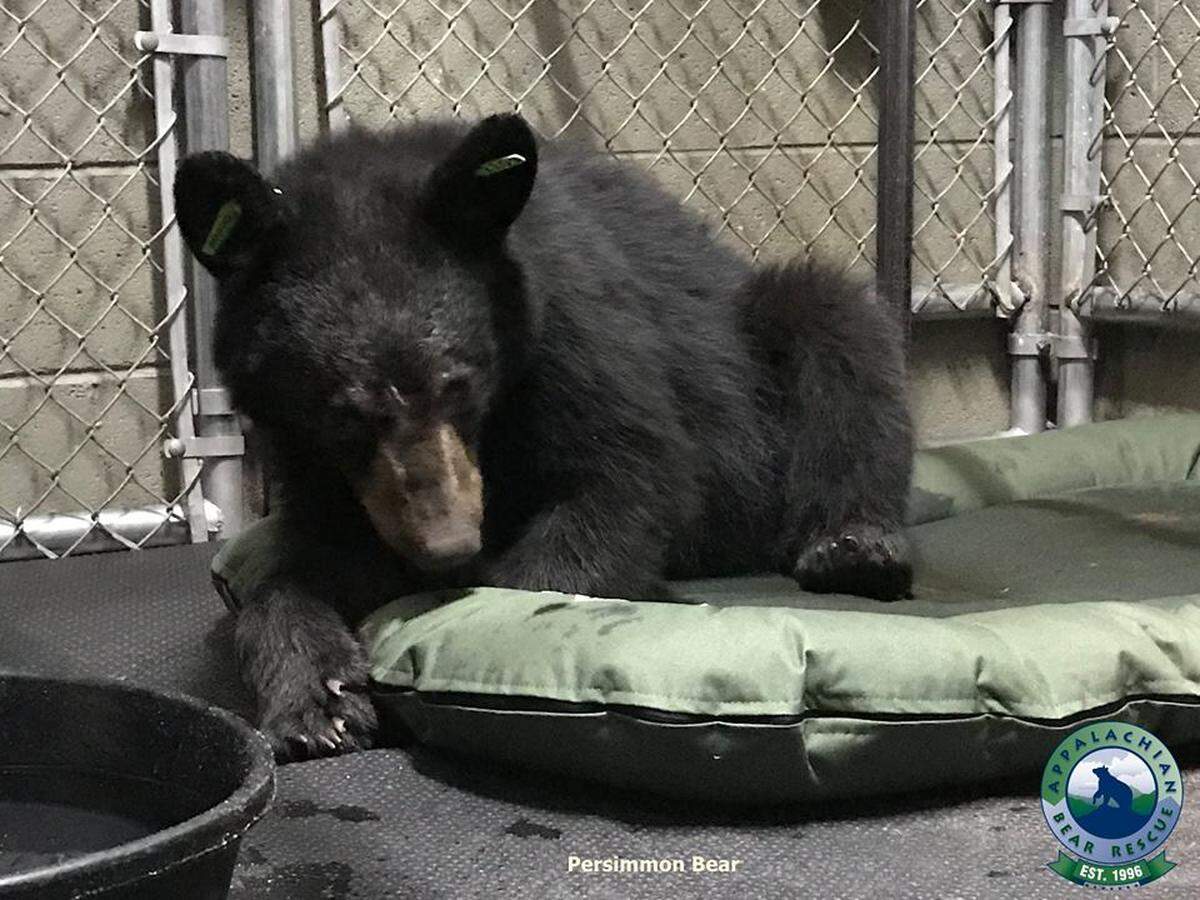 Rescuers named the injured bear cub Persimmon.