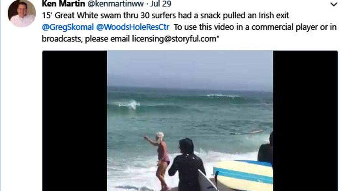 Swimmers and surfers fled the ocean as a great white shark attacked a seal in Cape Cod, Massachusetts, a video shows. In this scene, swimmers wave to alert others still in the ocean.