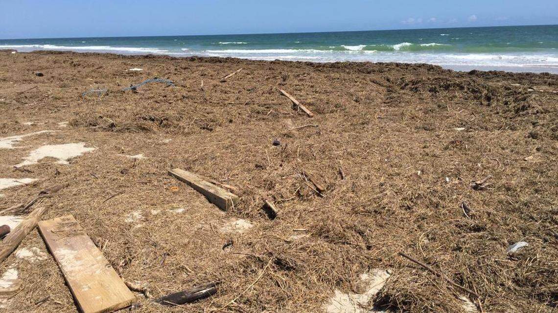This pile of sea grass contains hidden dangers at Cape Lookout National Seashore, including the boards and other building debris tossed by Hurricane Dorian.