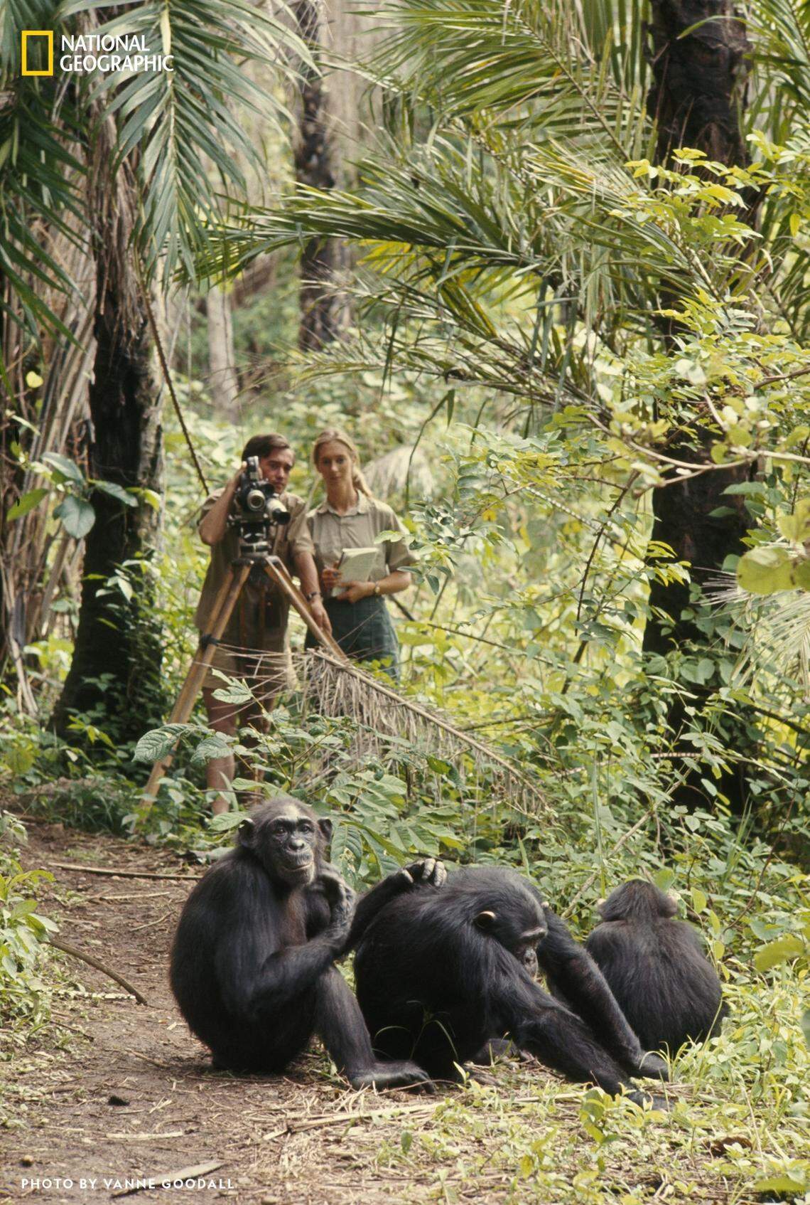Jane Goodall and Hugo van Lawick observe a family of chimpanzees. “Becoming Jane: The Evolution of Dr. Jane Goodall,” an exhibition organized by National Geographic and the Jane Goodall Institute, arrives at Discovery Place Science in November.