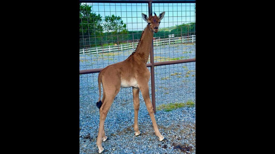 A Tennessee zoo believes the baby giraffe is the only one of her kind on Earth.