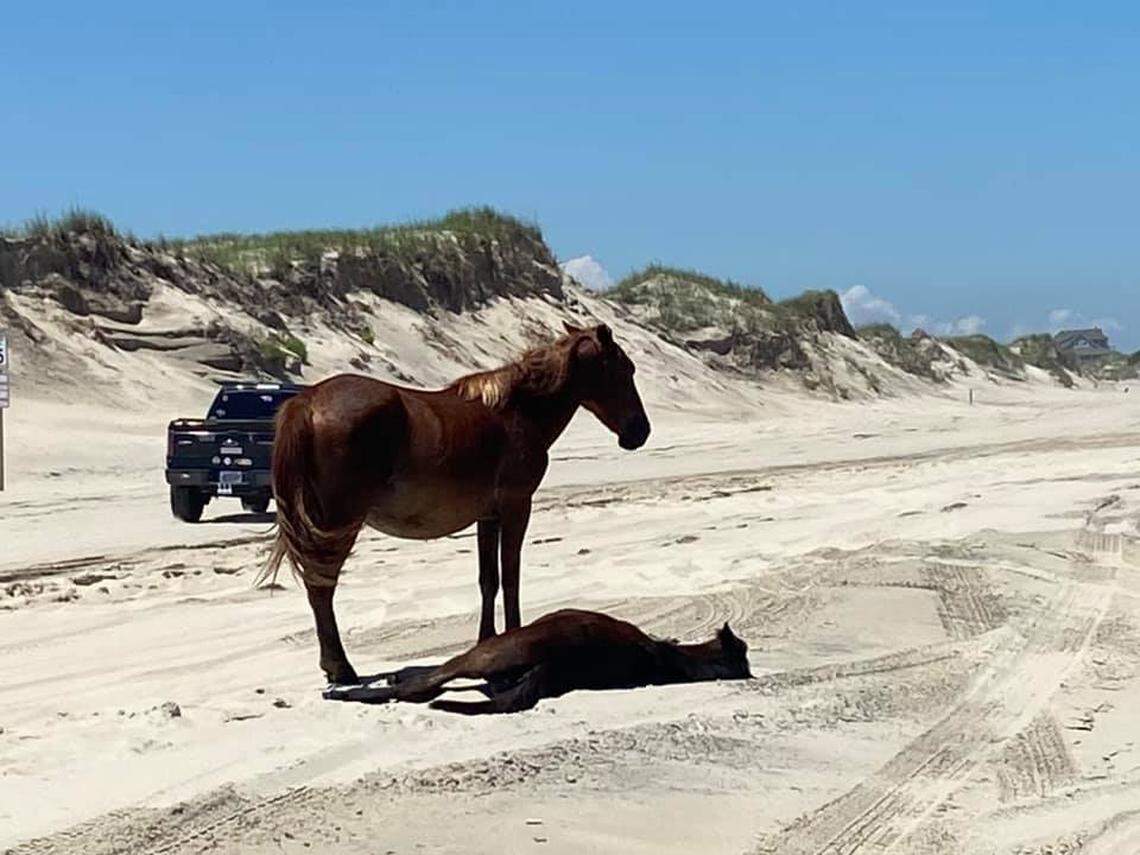 Tourists on the Outer Banks have been warned that horses lying on beaches are not dead, but are likely taking a nap and could pop up at any moment. The foals are the worse about picking odd nap sites&nbsp;&nbsp;