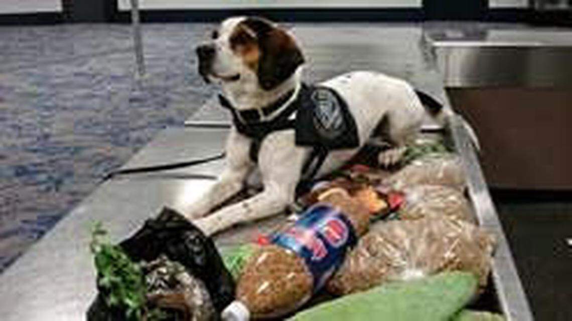 A specially trained beagle named Sheila sniffed out harmful "invasive seeds" from Syria in a passenger's checked bags at Charlotte's airport, U.S. Customs and Border Protection said Monday.