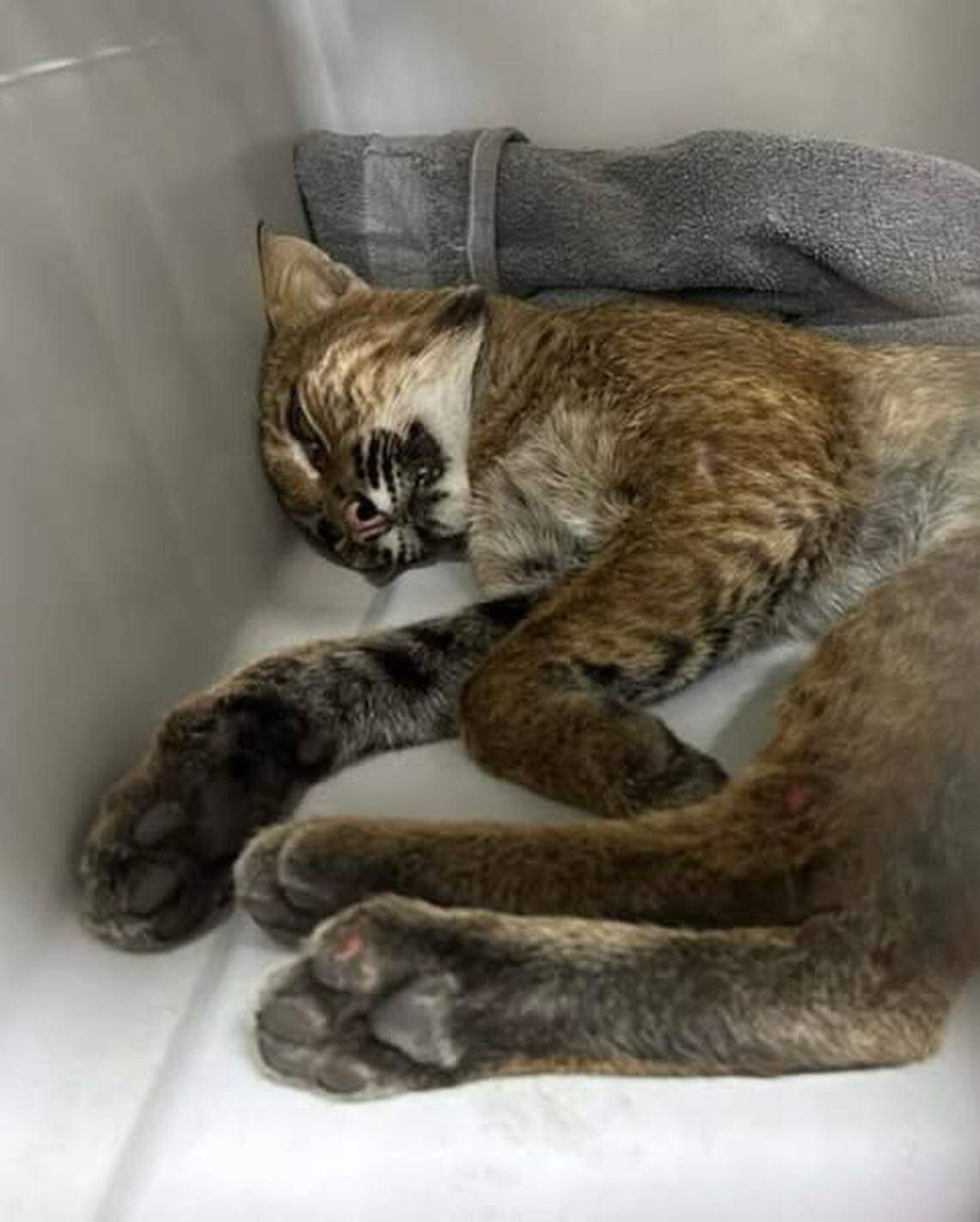 Wildlife rehab responders sedated the bobcat, removed it from the front grill of the car and drove it to the hospital at Carolina Wildlife Conservation Center near Lake Norman, NC.