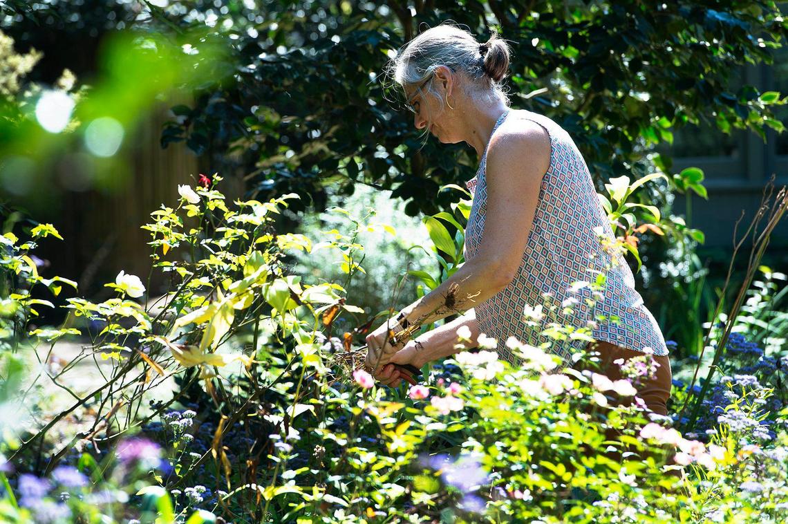 Andrea Sprott, curator of the Elizabeth Lawrence House and Garden, prunes dead plants Tuesday in the garden. Wing Haven Gardens and Preserve Mecklenburg helped preserve the historic garden when the property next door was to be sold.