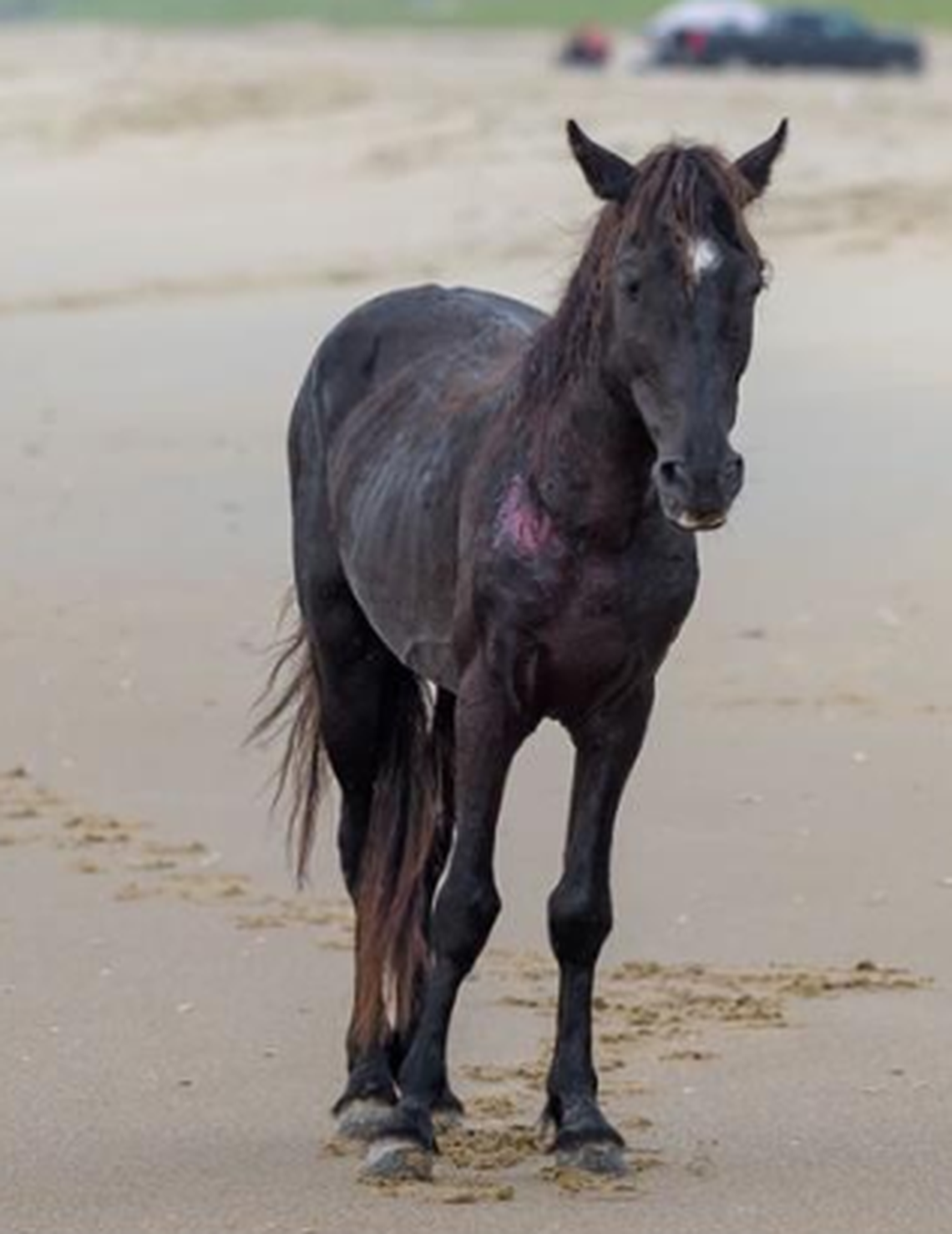 Trooper, who died in June.