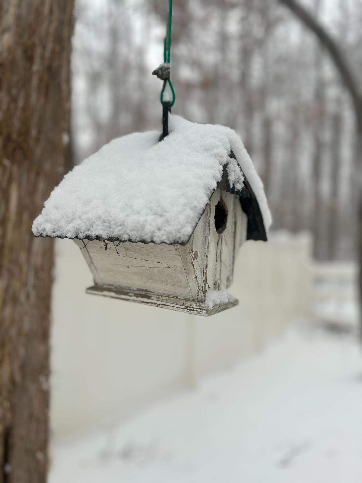 Snow covers the roof of a birdhouse in the Mallard Creek area of Charlotte on Saturday, January, 31, 2026.