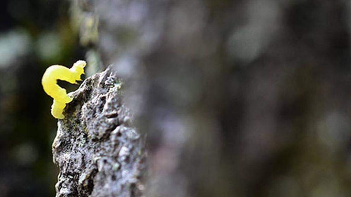 After spending decades and millions of dollars battling the cankerworm, Charlotte is seeing success. It’s not time to let the guard down, however.