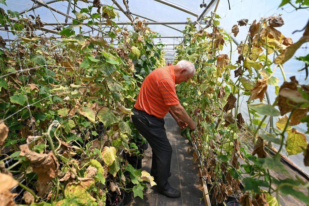 Former Clemson Tigers head football coach Danny Ford picks cucumbers in a greenhouse on his farm on Friday, July 22, 2022. Ford led the Tigers to a 12-0 season in 1981. Ford won ACC Coach of the Year in 1981 and was inducted into the College Football Hall of Fame in 2017.