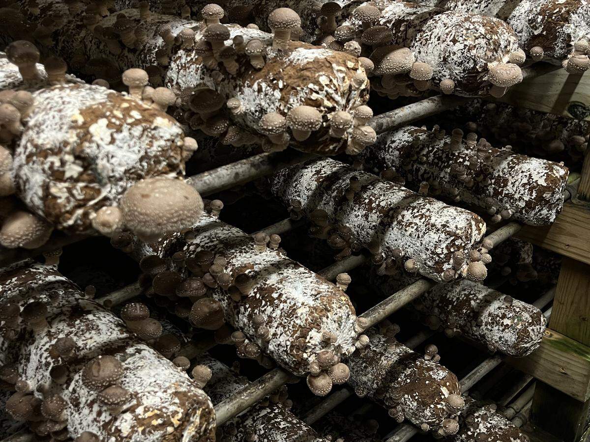 Shiitake logs are imported from Kennett Square Specialties to flourish in the grow room.