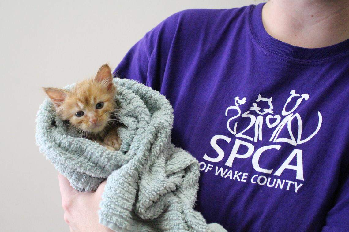 The SPCA of Wake County is located at 200 Petfinder Lane in Raleigh, NC.