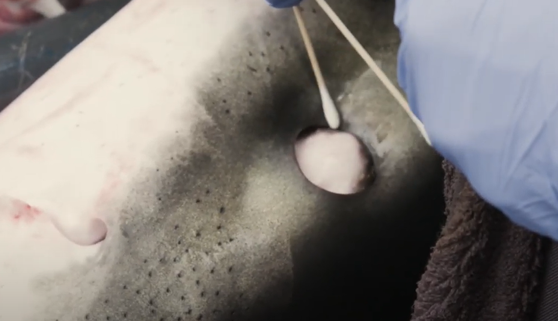 Great white sharks roll their eyes just before they attack their prey, experts say.