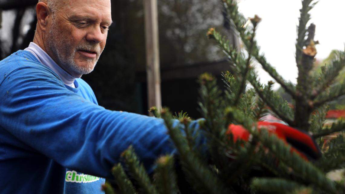 Christmas trees sales are thriving around Charlotte, despite Helene storm damage. Why?
