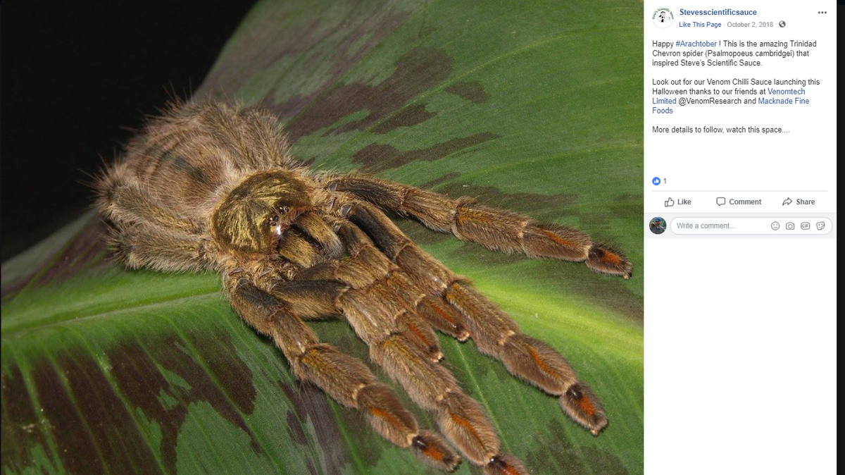 Would you eat a sauce based on this spider’s venom? Steve’s Scientific Sauce is hoping so. Facebook screenshot