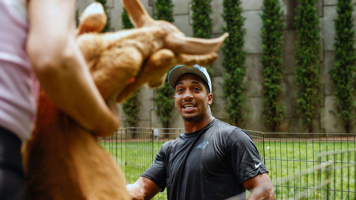 Panthers running back Chuba Hubbard reacts to a goat being carried to his mat as he participates in goat yoga at Bank of America Stadium in Charlotte on Monday. The Panthers brought in the goats as part of mental health awareness month.