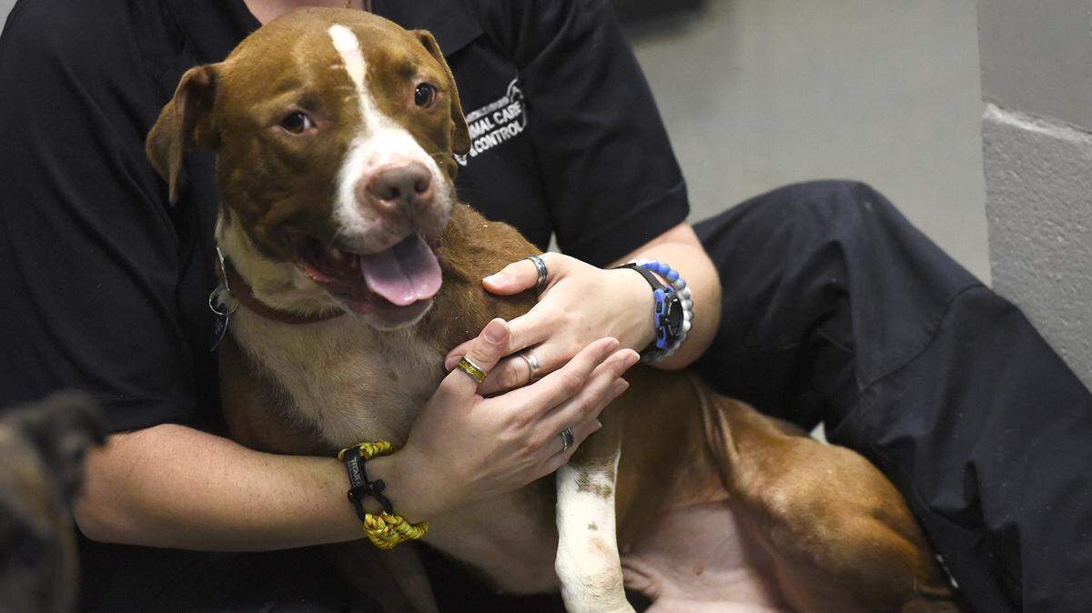In Charlotte, most pets older than four months are required to be licensed.