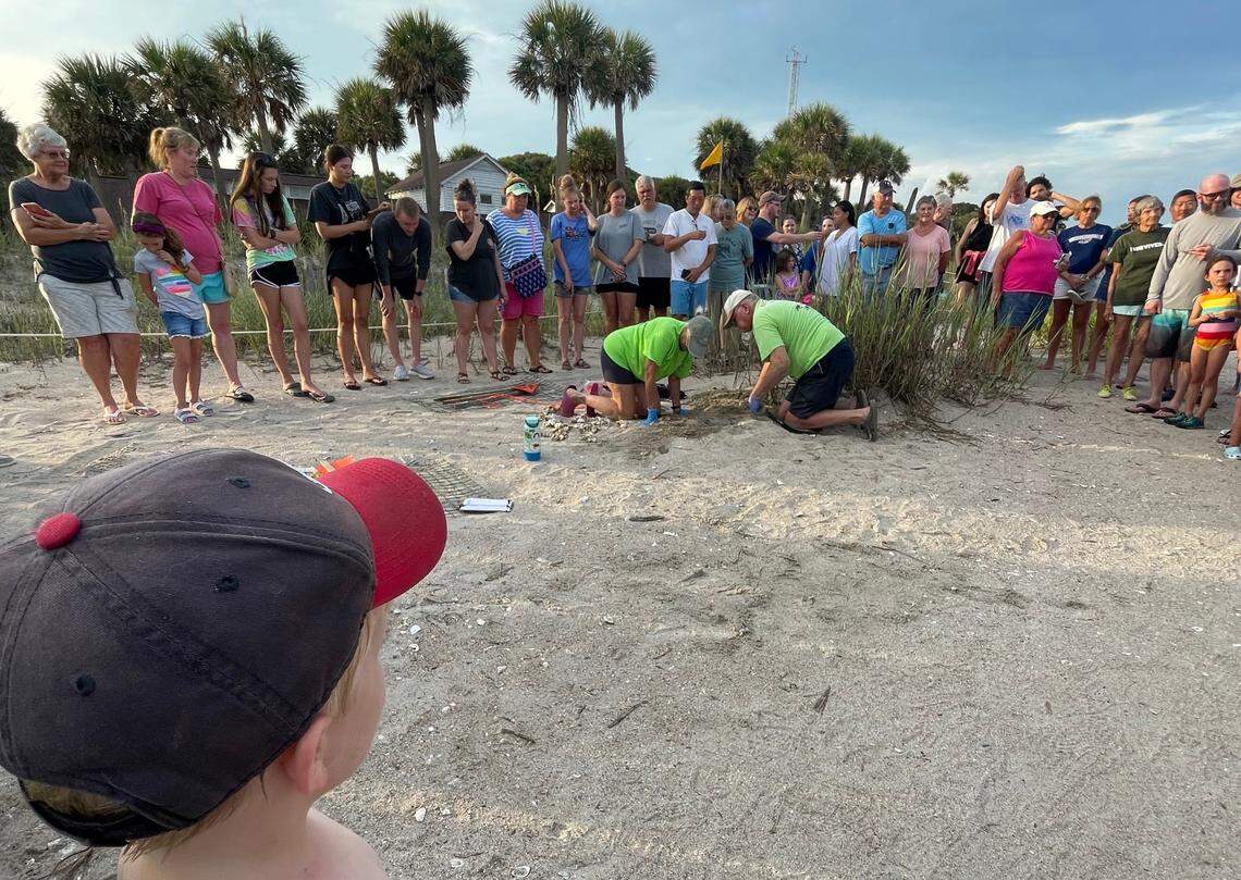 A sea turtle nest excavation at Edisto Beach.