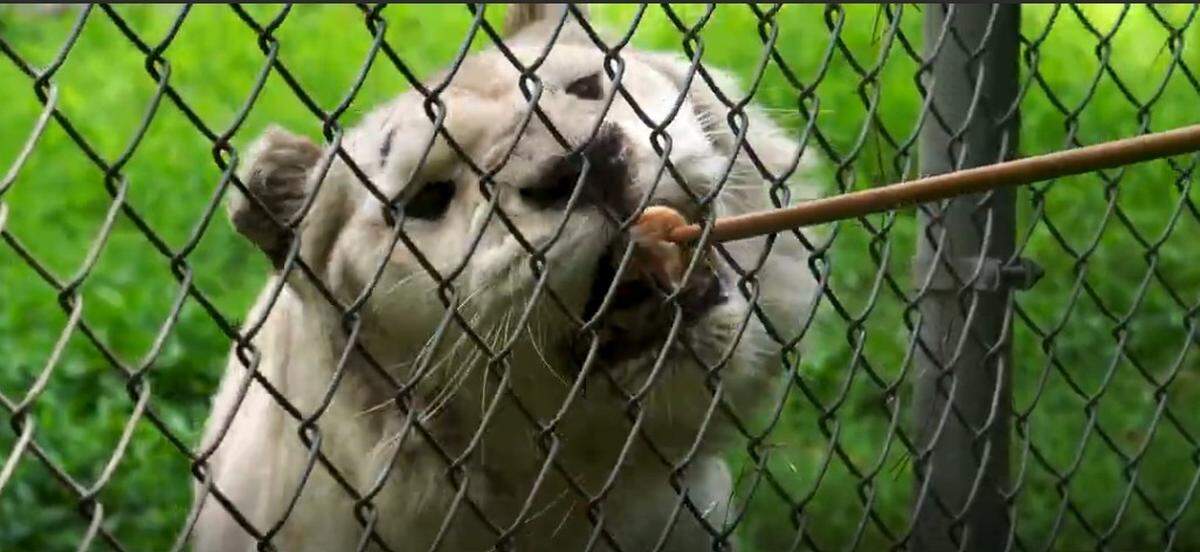 A worker feeds a lion rescued as part of Operation Flight to Sanctuary.