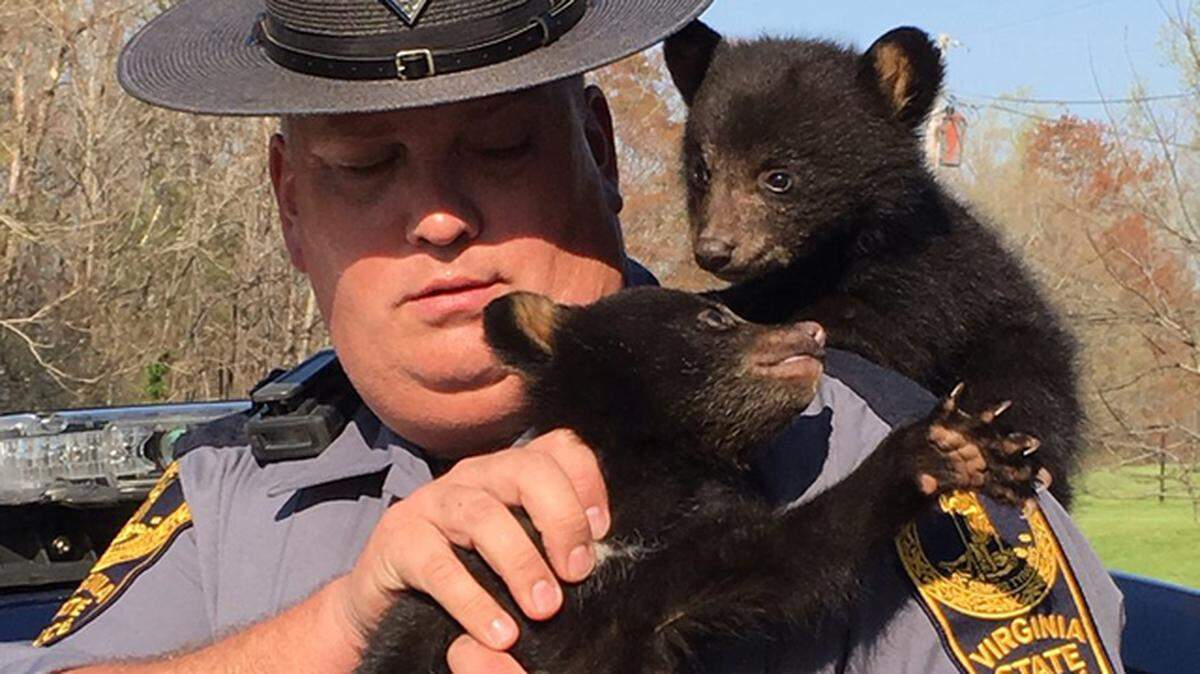 Virginia State Police Trooper D.H. Cepelnik is seen with the two cubs he rescued, after their mother was struck and killed in a traffic crash on April 12th in Franklin County Virginia.