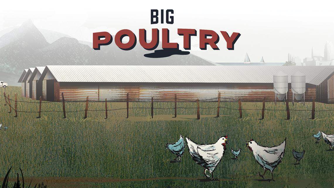 The Charlotte Observer and The News & Observer investigate the state’s largest agricultural industry.