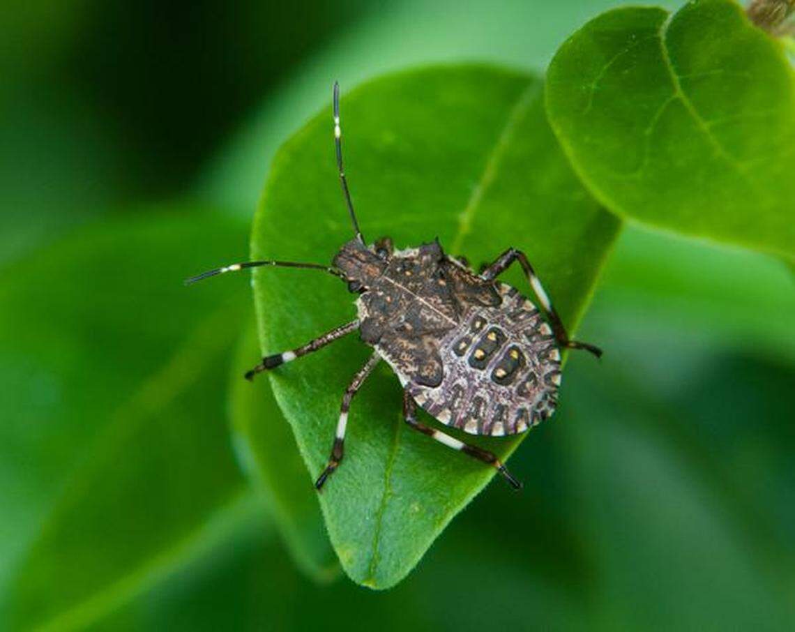 The brown marmorated stink bug can destroy various crops but is more of an odorous nuisance in N.C. homes this time of year.