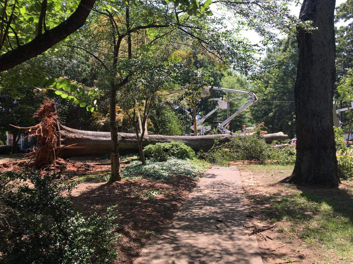 Heavy winds from Saturday’s thunderstorms caused a tree to fall across the intersection of Selwyn Avenue and Queens Road West, blocking lanes and taking down traffic lights.