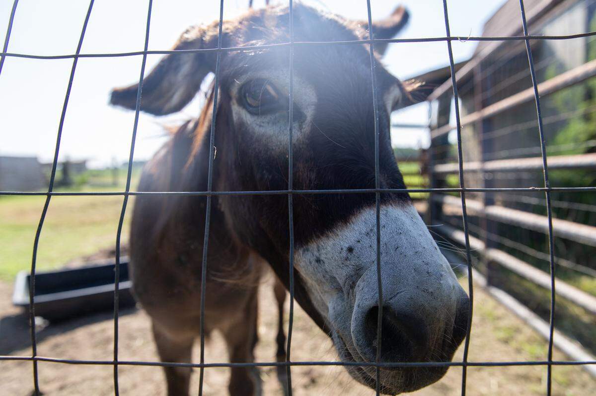 A Mediterranean donkey stares at the camera at the Hill Family Farm in Edgecombe County, NC on August 30, 2020.