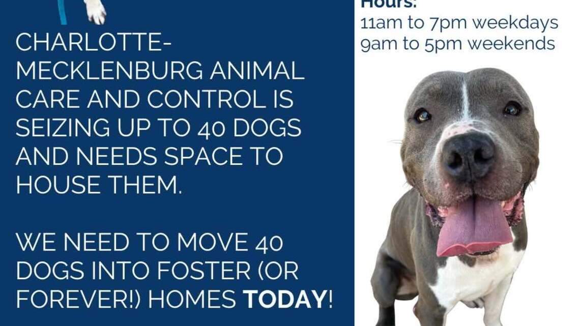 Charlotte animal shelter, and 40 dogs, need help as facility almost at max capacity
