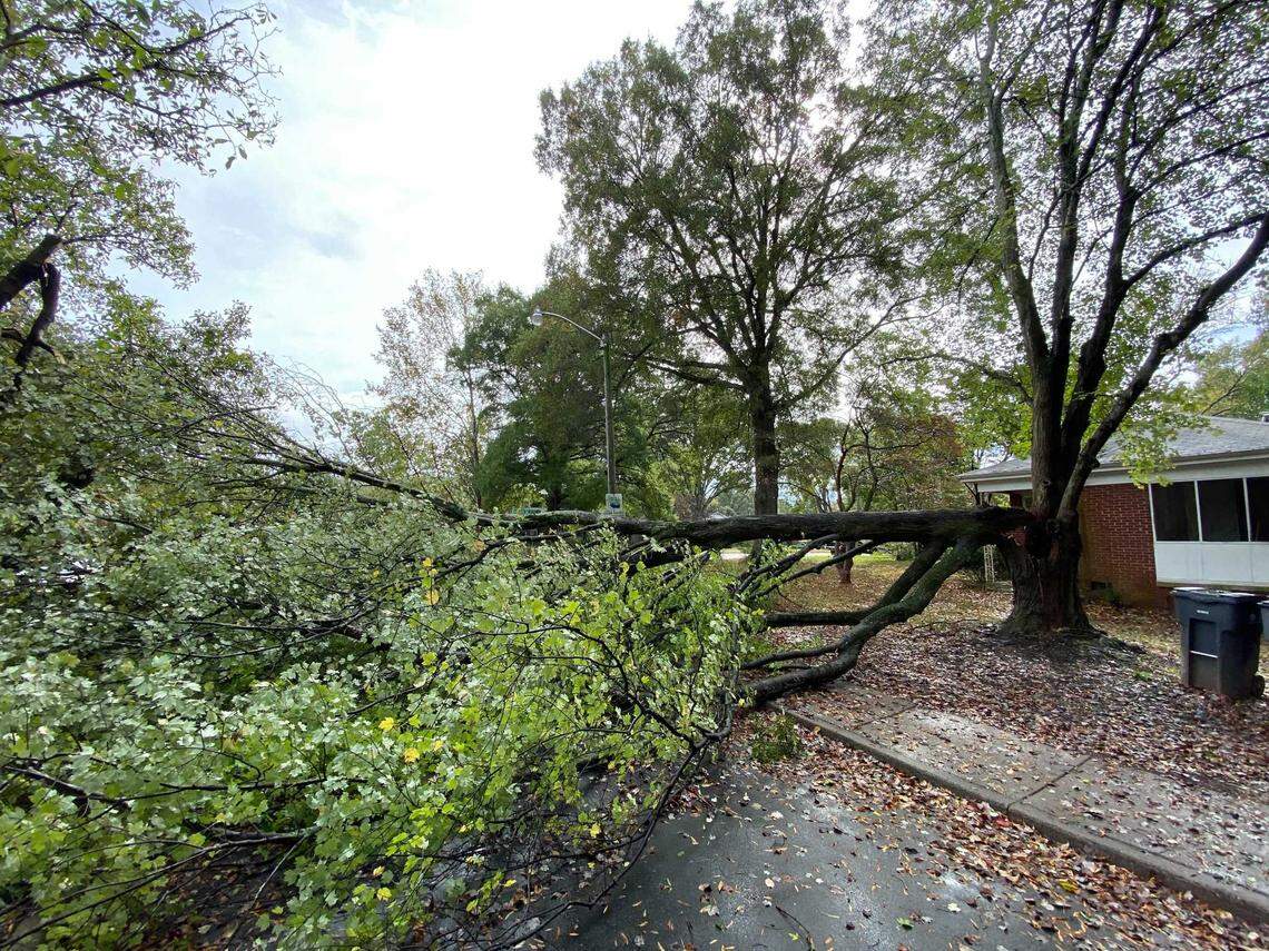 Trees around the Charlotte region fell in the winds of Tropical Storm Zeta Thursday, including on Woodland Drive at Eastway Drive.