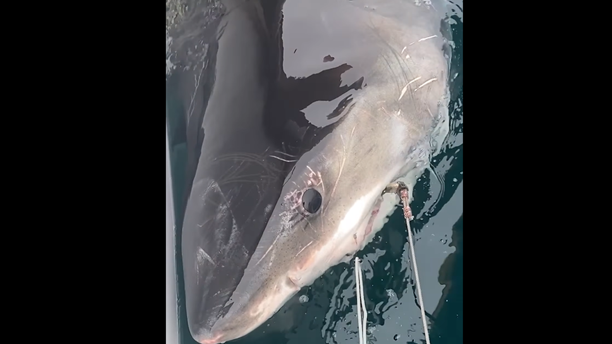 Cayo the shark traveled 153 miles in two and a half days, and is currently off Wilmington, North Carolina, researchers say. Experts thing she was trying to escape the cold.