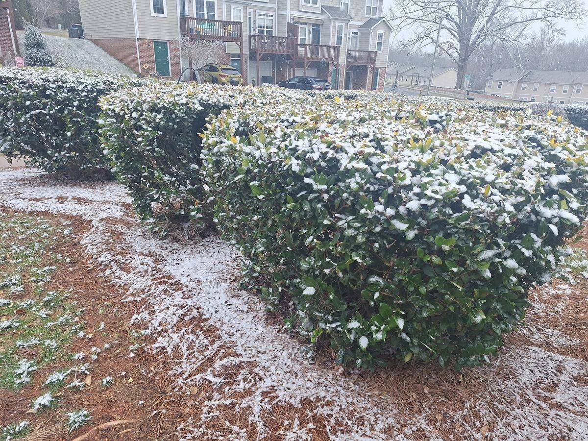 Snow sticks to bushes in the Sunridge Place community near Interstate 77 Exit 35 and Lake Norman in Mooresville NC on Wednesday afternoon, Feb. 19, 2025.