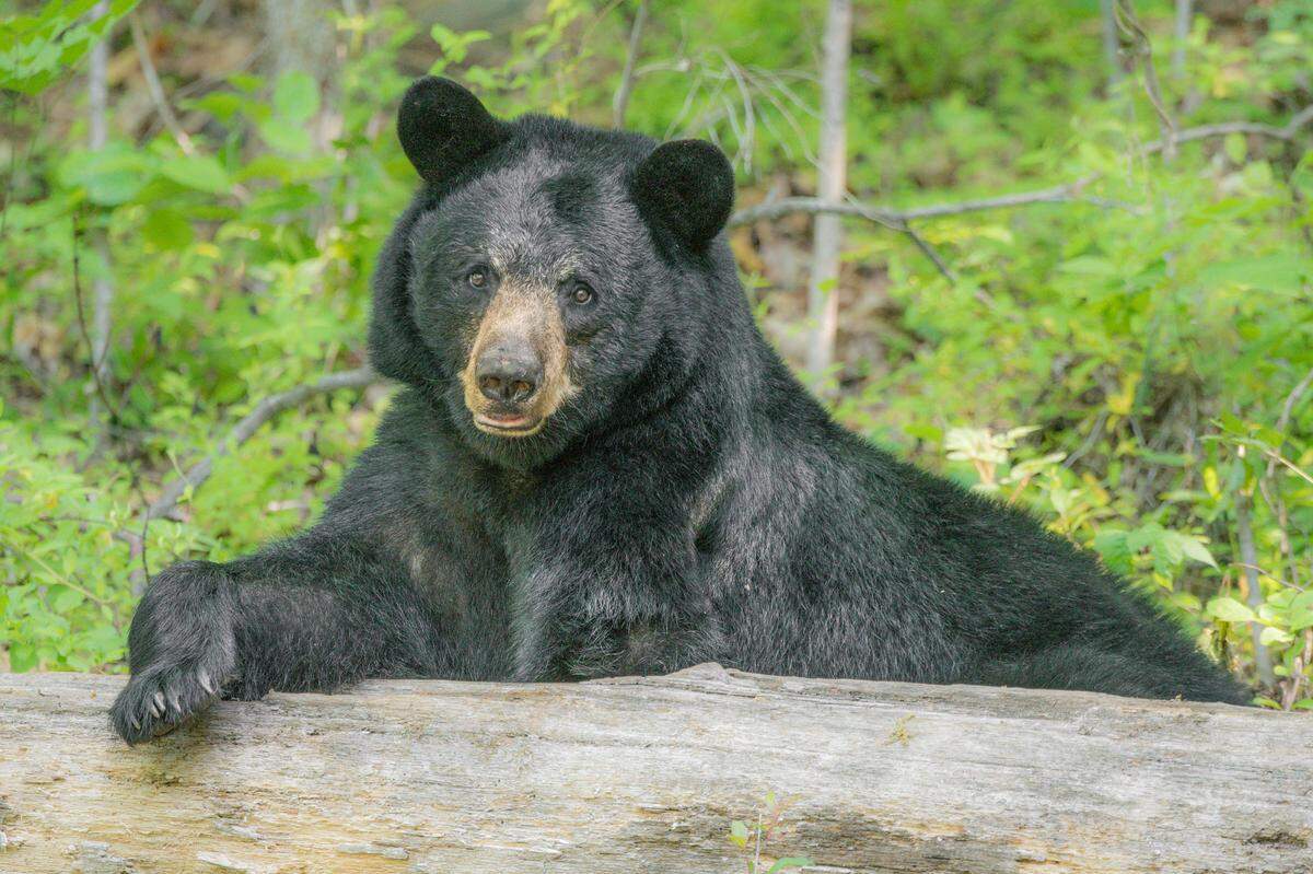 Nature photographer Bill Lea took this photo of a black bear resting on log just outside Asheville, N.C.