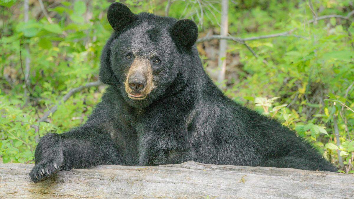 Nature photographer Bill Lea took this photo of a black bear resting on log just outside Asheville, N.C.